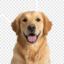 الكلاب الكلاب