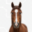 Horses Horses